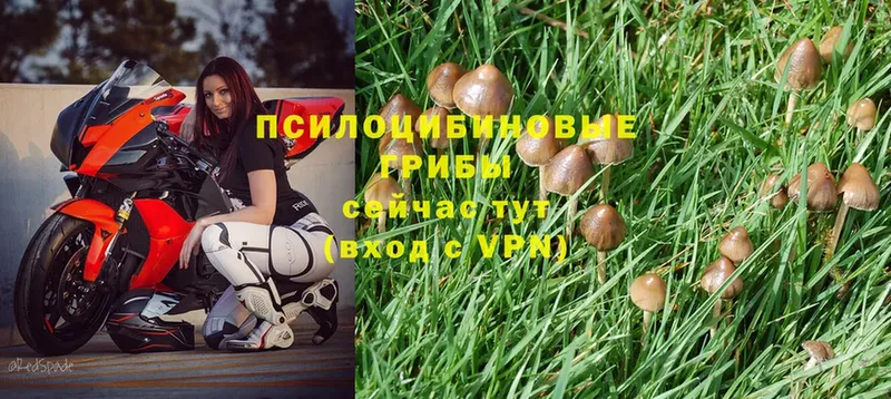 ОМГ ОМГ рабочий сайт  Пошехонье  Псилоцибиновые грибы Psilocybine cubensis 